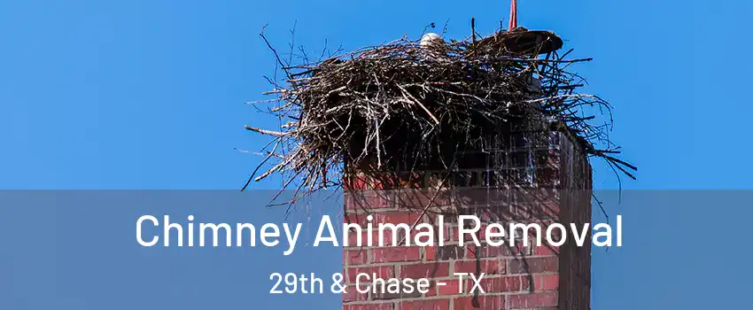 Chimney Animal Removal 29th & Chase - TX
