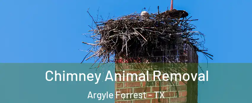 Chimney Animal Removal Argyle Forrest - TX