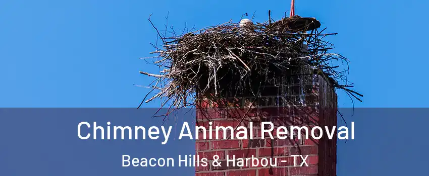 Chimney Animal Removal Beacon Hills & Harbou - TX