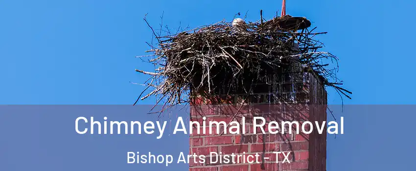 Chimney Animal Removal Bishop Arts District - TX