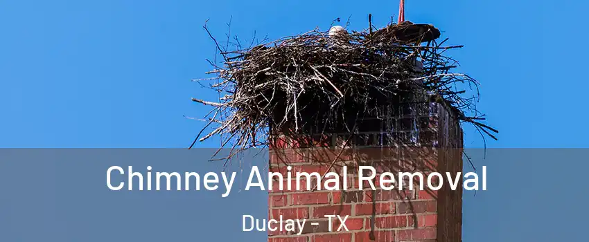 Chimney Animal Removal Duclay - TX