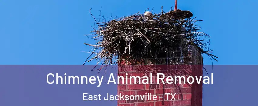 Chimney Animal Removal East Jacksonville - TX