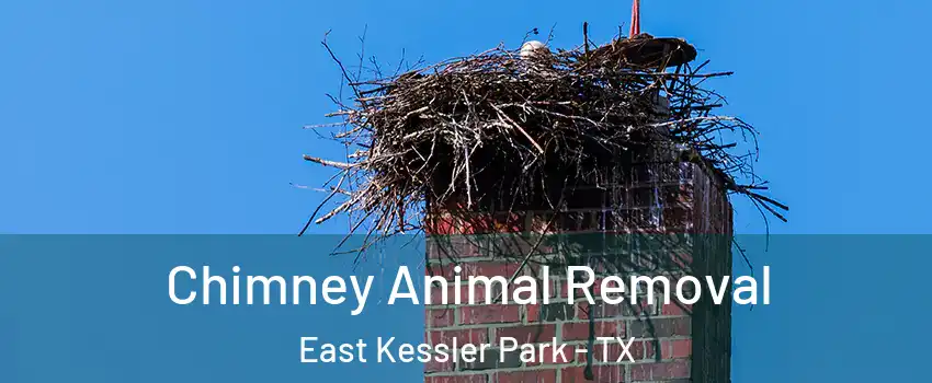 Chimney Animal Removal East Kessler Park - TX