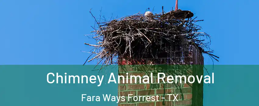 Chimney Animal Removal Fara Ways Forrest - TX