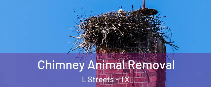 Chimney Animal Removal L Streets - TX