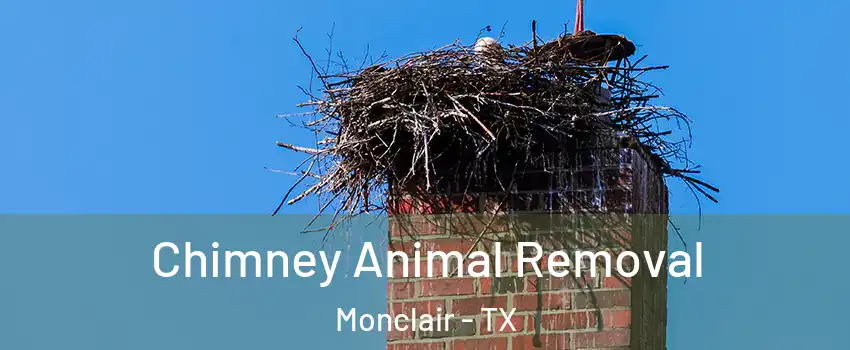 Chimney Animal Removal Monclair - TX