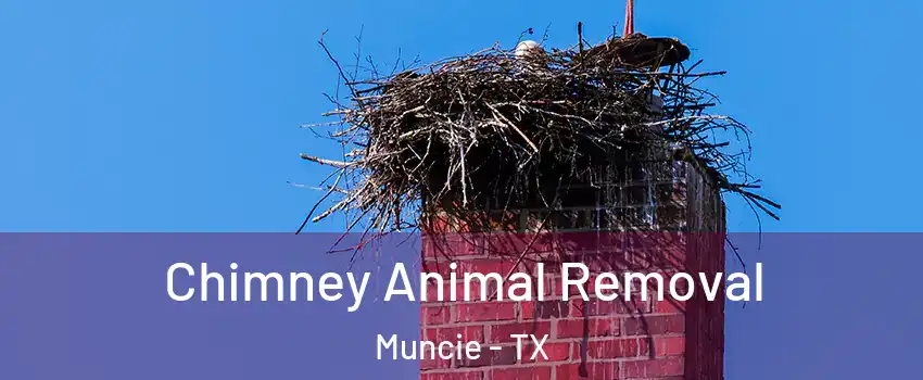 Chimney Animal Removal Muncie - TX