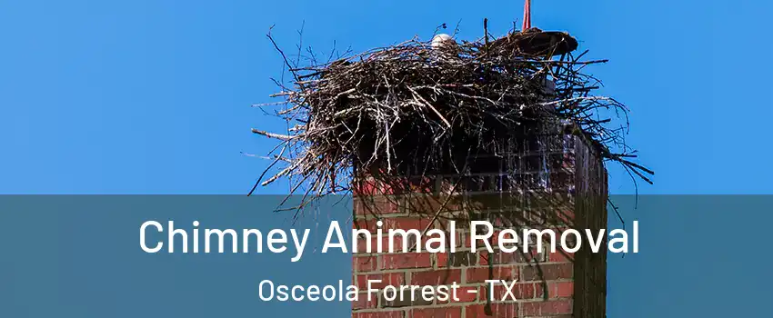 Chimney Animal Removal Osceola Forrest - TX