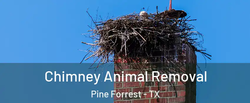 Chimney Animal Removal Pine Forrest - TX