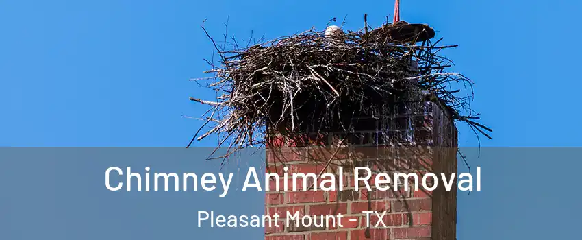 Chimney Animal Removal Pleasant Mount - TX