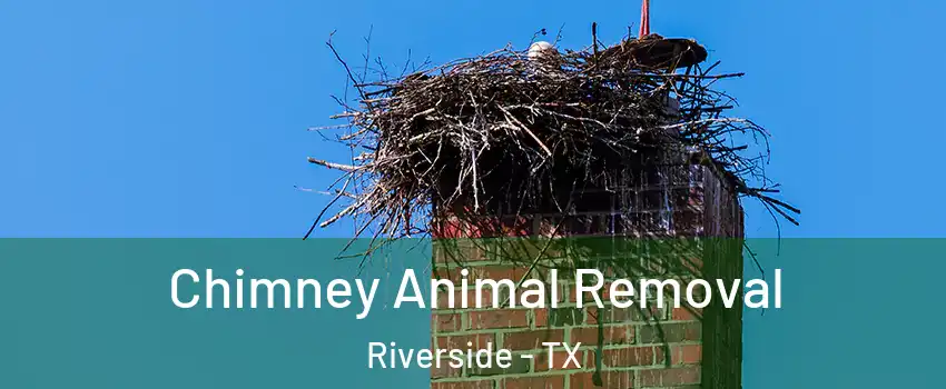 Chimney Animal Removal Riverside - TX