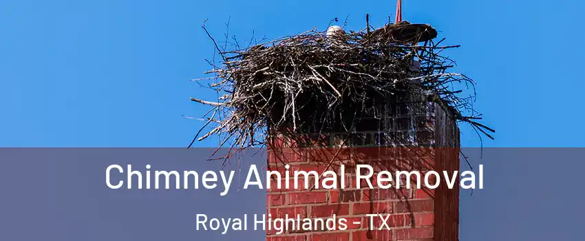 Chimney Animal Removal Royal Highlands - TX
