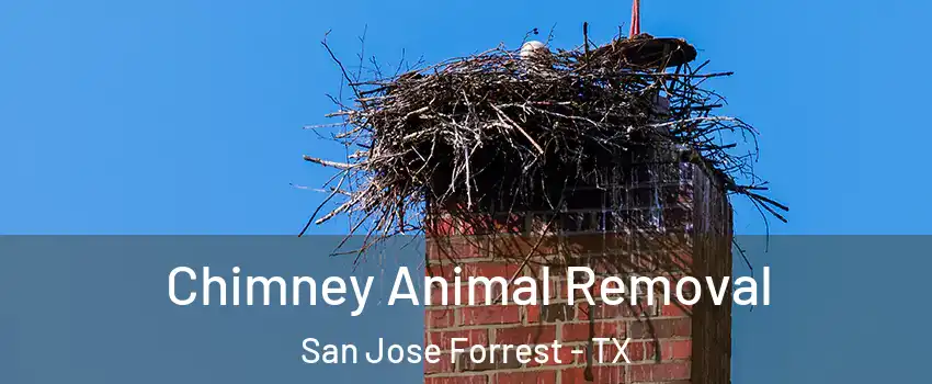 Chimney Animal Removal San Jose Forrest - TX