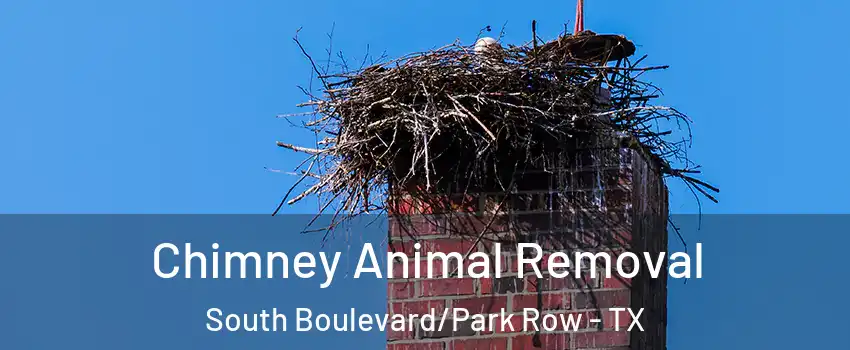 Chimney Animal Removal South Boulevard/Park Row - TX