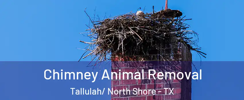 Chimney Animal Removal Tallulah/ North Shore - TX
