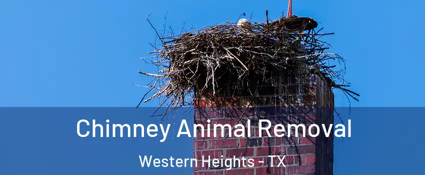 Chimney Animal Removal Western Heights - TX