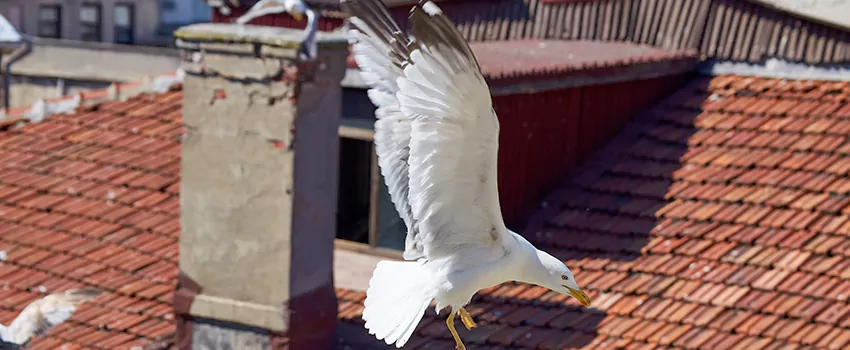 Residential Chimney Animal Removal Solution in Downtown Dallas, TX